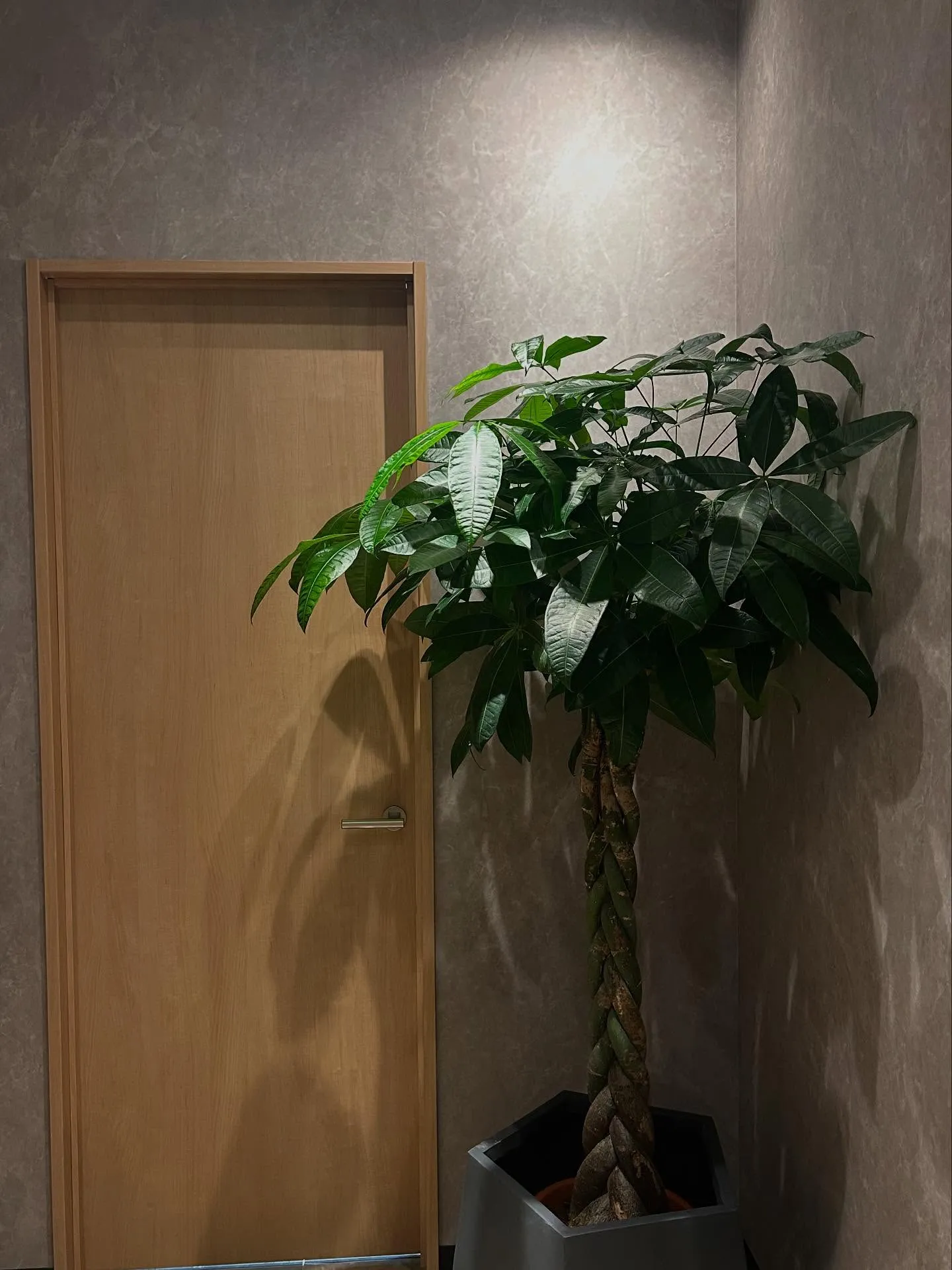 事務所紹介シリーズへようこそ！✨今日は我が事務所の玄関を紹介...