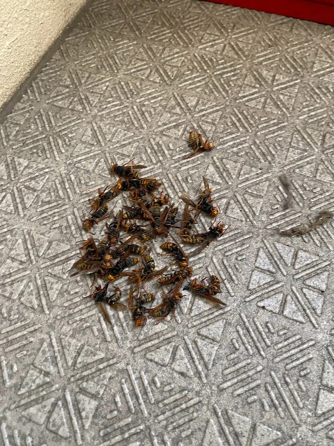 こんにちは！🐝✨株式会社関東メンテナンスです。